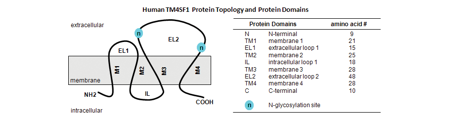 Human TM4SF1 Protein Topology and Protein Domains
